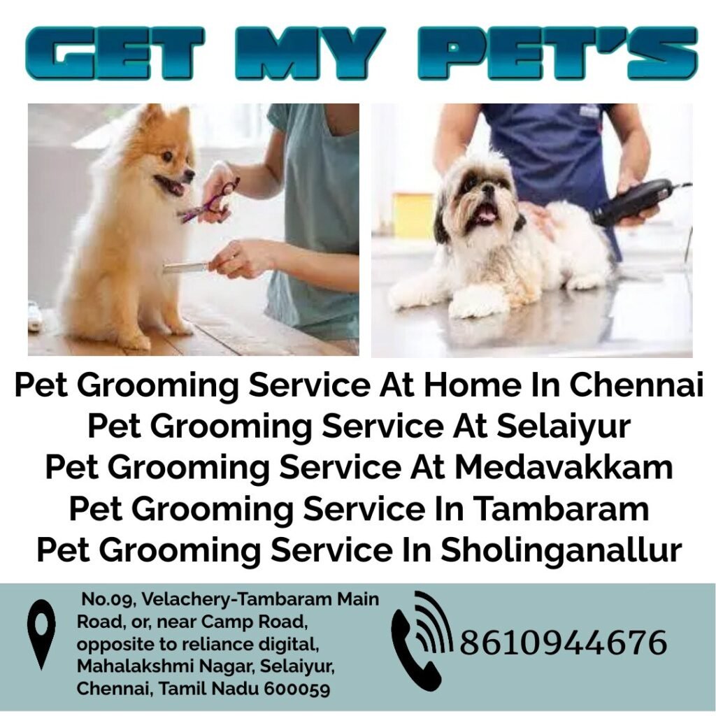 get-my-pet-s-chennai-bj7n9i9air