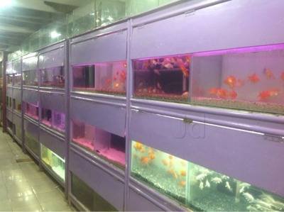 g-r-aquarium-and-pets-arumbakkam-chennai-aquariums-2j9pkpy