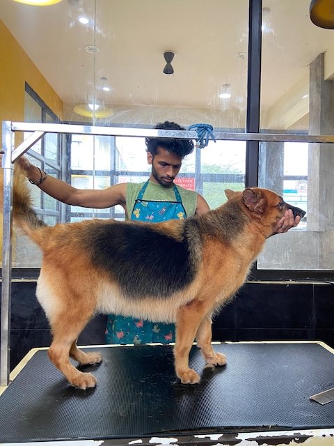 rc-pet-resorts-thiruvidanthai-chennai-pet-care-takers-gqjyn9ernb