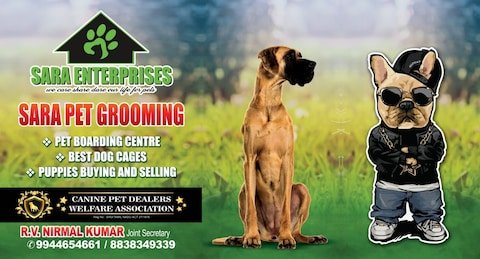 sara-pet-grooming-korattur-chennai-pet-grooming-services-cy1onhu8a2